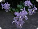 Cattleya Sea Breeze (Blue)